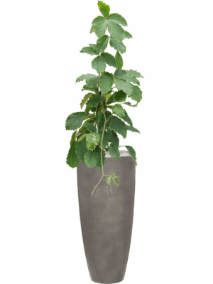 Tetrastigma Voinierianum In Baq Nucast D 24 H 148 cm - PlantenShop24 - 18-06-2025