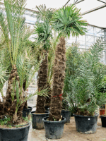 Trachycarpus Fortunei D 65 H 375 cm - PlantenShop24 - 17-06-2025