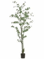 Tropaeolum D 75 H 185 cm - PlantenShop24 - 20-06-2025