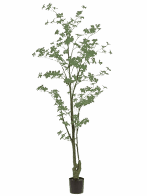 Tropaeolum D 75 H 185 cm - PlantenShop24 - 20-06-2025