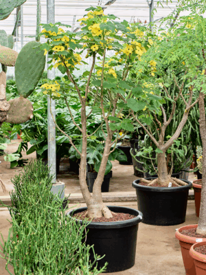 Uncarina Decaryi D 50 H 170 cm - PlantenShop24 - 25-06-2025