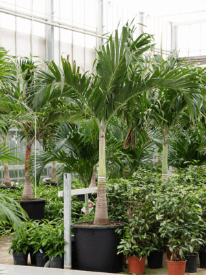 Veitchia Adonidia Merrillii D 65 H 330 cm - PlantenShop24 - 10-06-2025