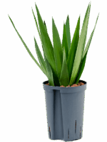 Yucca Elephantipes D 15 H 40 cm - PlantenShop24 - 05-06-2025