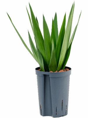 Yucca Elephantipes D 15 H 40 cm - PlantenShop24 - 03-06-2025