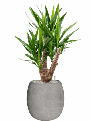 Yucca Elephantipes In Baq Polystone Coated Plain D 27 H 123 cm - PlantenShop24 - 03-06-2025
