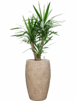 Yucca Elephantipes In Coast Mountains D 27 H 137 cm - PlantenShop24 - 09-06-2025
