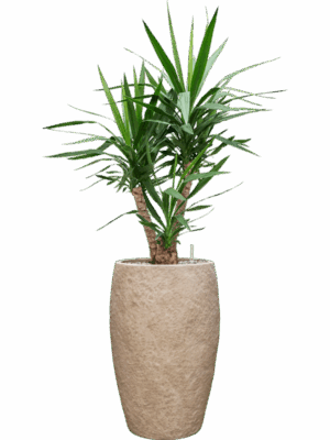 Yucca Elephantipes In Coast Mountains D 27 H 137 cm - PlantenShop24 - 09-06-2025