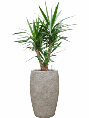 Yucca Elephantipes In Coast Mountains D 27 H 138 cm - PlantenShop24 - 09-06-2025
