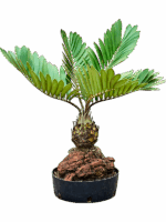 Zamia Furfuracae D 25 H 60 cm - PlantenShop24 - 16-06-2025