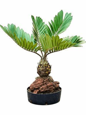 Zamia Furfuracae D 25 H 60 cm - PlantenShop24 - 16-06-2025