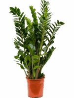 Zamioculcas Zamiifolia D 24 H 90 cm - PlantenShop24 - 24-06-2025