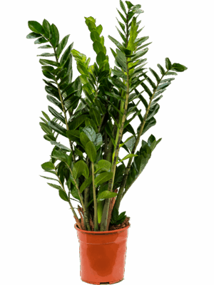 Zamioculcas Zamiifolia D 24 H 90 cm - PlantenShop24 - 24-06-2025