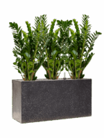 Zamioculcas Zamiifolia In Baq Terrazzo D 24 H 95 cm - PlantenShop24 - 24-06-2025