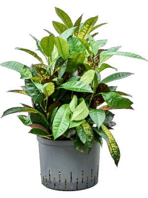 Croton Codiaeum Variegatum Mrs. Iceton D 25 H 60 cm - PlantenShop24 - 15-07-2025