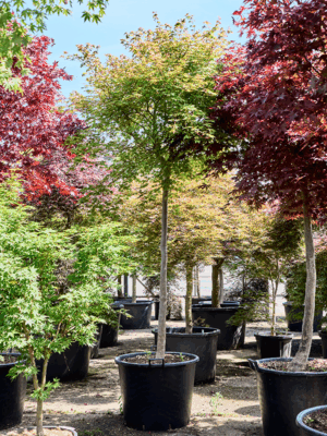 Acer Pal. De Shojo D 70 H 325 cm - PlantenShop24 - 01-07-2025