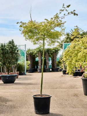 Acer Pal. Diss. Viridis D 36 H 180 cm - PlantenShop24 - 14-07-2025