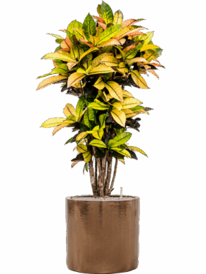 Croton Codiaeum Variegatum Mrs. Iceton In Cylinder D 27 H 138 cm - PlantenShop24 - 03-07-2025