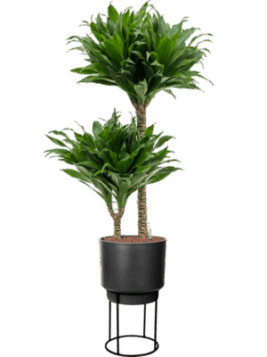Dracaena Fragrans Compacta In B. For Studio D 15 H 112 cm - PlantenShop24 - 28-07-2025