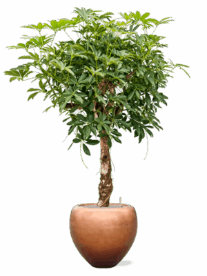 Schefflera Arb. Compacta In Baq Metallic Silver Leaf D 30 H 180 cm - PlantenShop24 - 10-07-2025