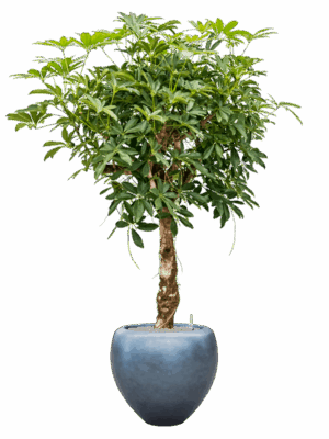 Schefflera Arb. Compacta In Baq Metallic Silver Leaf D 30 H 180 cm - PlantenShop24 - 10-07-2025
