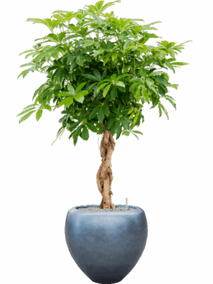 Schefflera Arb. Compacta In Baq Metallic Silver Leaf D 30 H 160 cm - PlantenShop24 - 22-07-2025