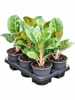 Aglaonema Apple Fantasy D 13 H 40 cm - PlantenShop24 - 18-07-2025
