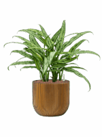 Aglaonema Cutlass In Capi Nature Groove D 18 H 54 cm - PlantenShop24 - 23-07-2025