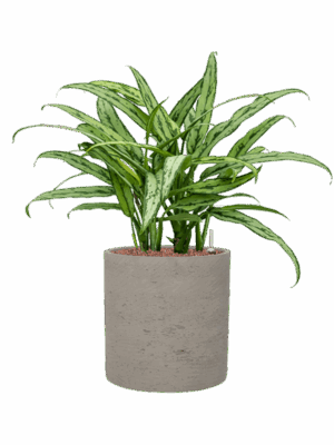 Aglaonema Cutlass In Rough D 18 H 59 cm - PlantenShop24 - 13-07-2025