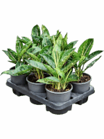 Aglaonema Green Star D 13 H 30 cm - PlantenShop24 - 18-07-2025