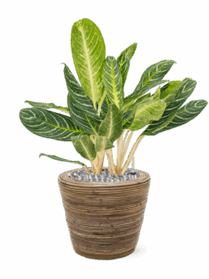 Aglaonema Key Lime In Drypot Rattan Stripe D 27 H 81 cm - PlantenShop24 - 07-07-2025