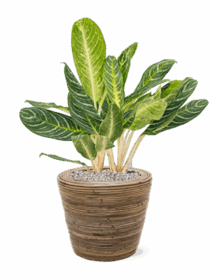Aglaonema Key Lime In Drypot Rattan Stripe D 27 H 81 cm - PlantenShop24 - 07-07-2025
