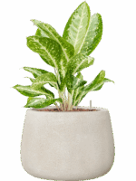 Aglaonema Milky Way In Antwerp D 15 H 58 cm - PlantenShop24 - 07-07-2025