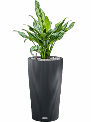 Aglaonema Miss Julliete In Lechuza Cilindro D 17 H 70 cm - PlantenShop24 - 03-07-2025