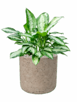 Aglaonema Pattaya Beauty In Rough D 24 H 51 cm - PlantenShop24 - 04-07-2025