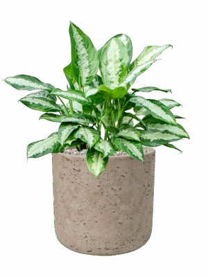 Aglaonema Pattaya Beauty In Rough D 24 H 51 cm - PlantenShop24 - 04-07-2025