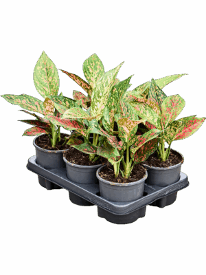 Aglaonema Red Emerald D 13 H 30 cm - PlantenShop24 - 18-07-2025