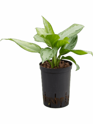 Aglaonema Silver Bay D 15 H 40 cm - PlantenShop24 - 14-07-2025