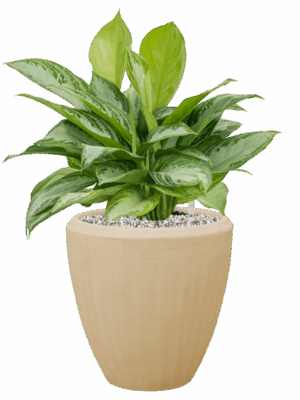 Aglaonema Silver Bay In Baq Polystone Plain D 21 H 50 cm - PlantenShop24 - 20-07-2025