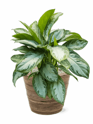 Aglaonema Silver Bay In Drypot Rattan Stripe D 24 H 64 cm - PlantenShop24 - 07-07-2025