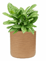 Aglaonema Stripes In Baq Dune D 28 H 73 cm - PlantenShop24 - 16-07-2025