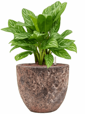 Aglaonema Stripes In Baq Lava D 25 H 76 cm - PlantenShop24 - 09-07-2025