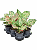 Aglaonema Venus D 13 H 30 cm - PlantenShop24 - 18-07-2025