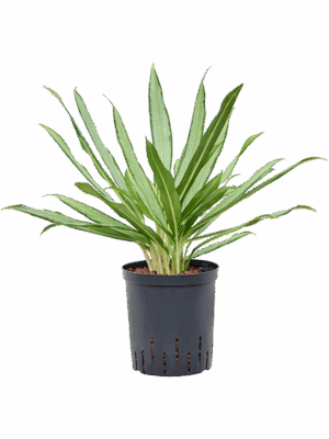Aglaonema White Lance D 18 H 50 cm - PlantenShop24 - 23-07-2025