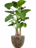 Alocasia Calidora In Baq Lava D 45 H 160 cm - PlantenShop24 - 09-07-2025