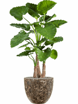 Alocasia Calidora In Baq Lava D 45 H 160 cm - PlantenShop24 - 09-07-2025