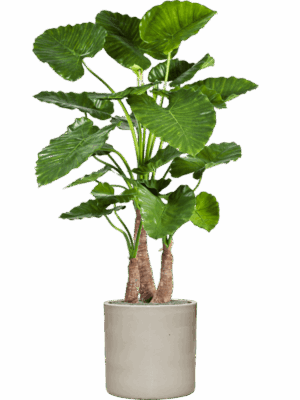 Alocasia Calidora In Cylinder D 40 H 158 cm - PlantenShop24 - 04-07-2025