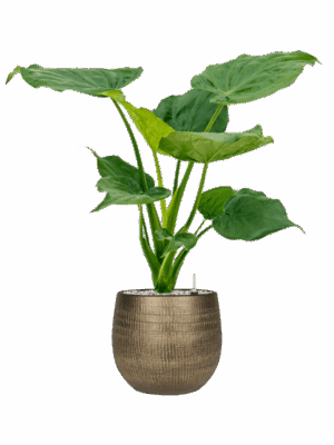 Alocasia Cucullata In Ryan D 19 H 84 cm - PlantenShop24 - 19-07-2025