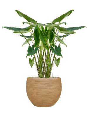 Alocasia Zebrina In Baq Dune D 24 H 122 cm - PlantenShop24 - 21-07-2025