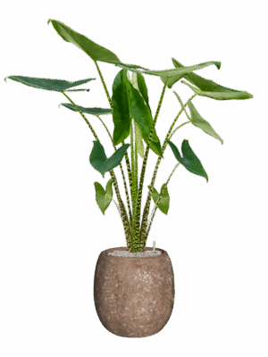 Alocasia Zebrina In Baq Polystone Coated Plain D 24 H 147 cm - PlantenShop24 - 15-07-2025