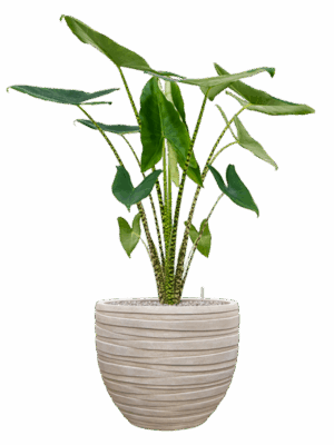 Alocasia Zebrina In Baq Tornado D 24 H 123 cm - PlantenShop24 - 16-07-2025